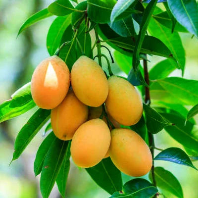 Boganpalli Mango Fruit Plant-Grafted - Naturemart.online