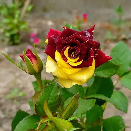 Abracadabra Rose Flower Plant - Naturemart.online