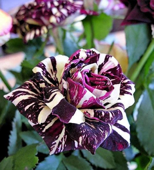 Hybrid Grafted Abracadabra Rose Plant - Naturemart.online