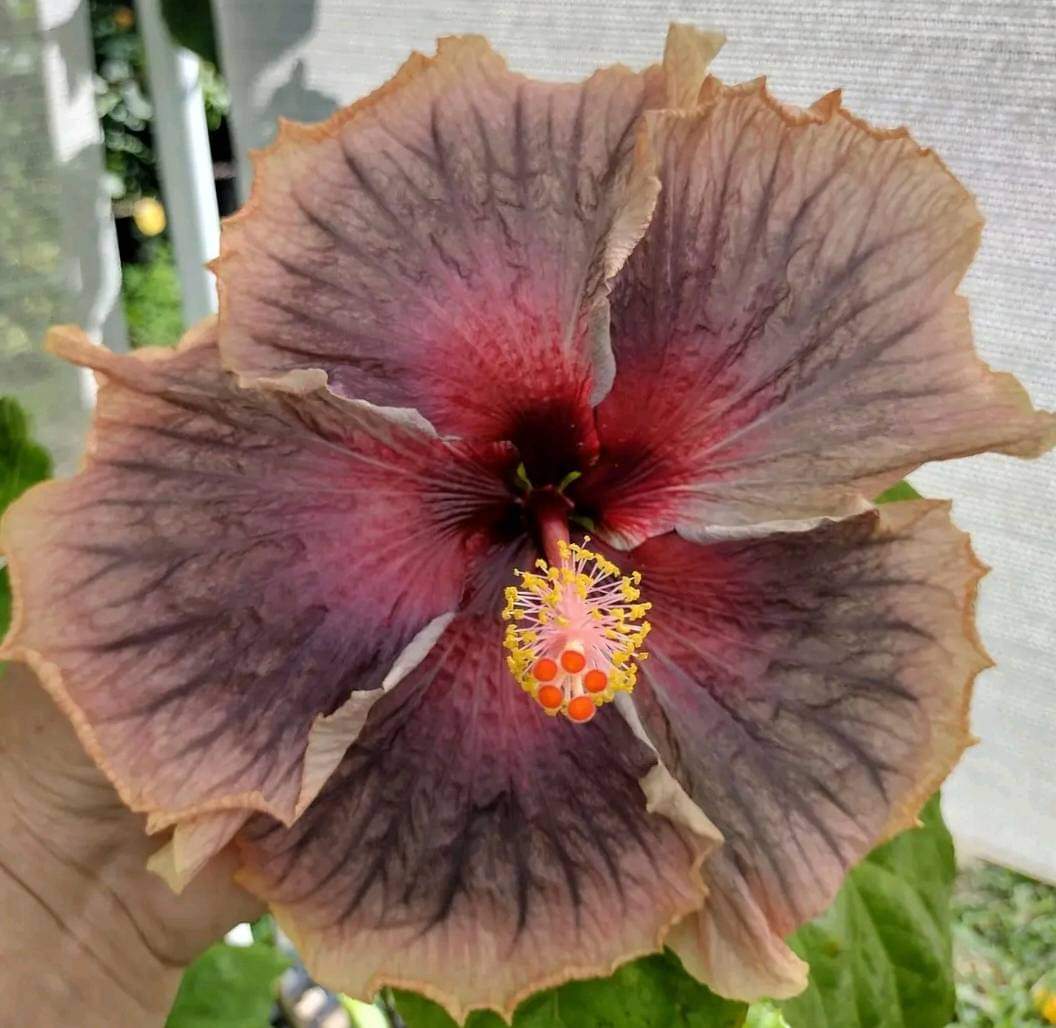 Hybrid American Hibiscus Flower Plant