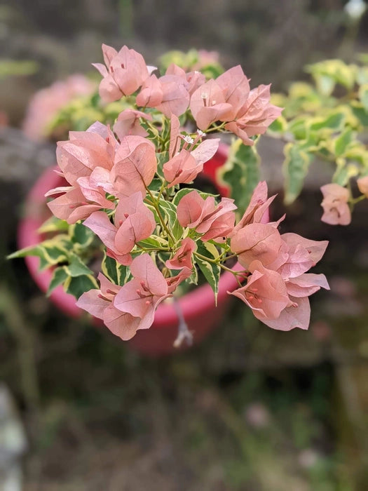 Emasperak Bougainvillea flower plant