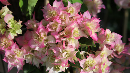 Bougainvillea Flowers Plant For Home Garden - Naturemart.online