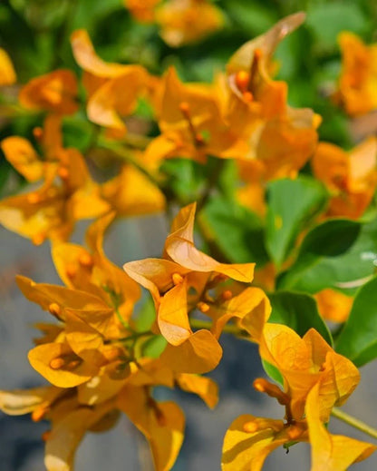 Thai Chilli Yellow Bougainvillea Fowers Plant For Gardening