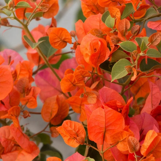 The chili orange bougainvillea