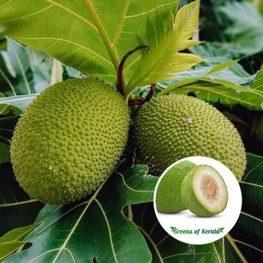 Hybrid Bread Fruit Plant Grafted - Naturemart.online