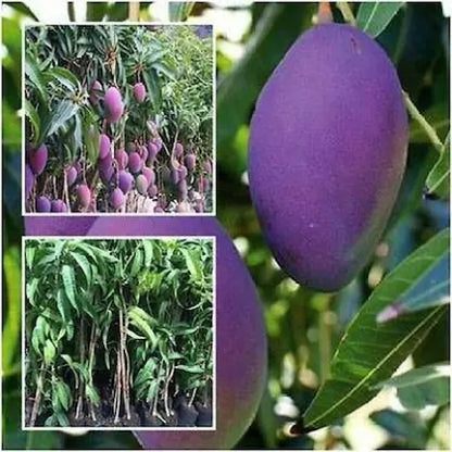 Hybrid Pulmer Mango Fruit  Plant - Naturemart.online