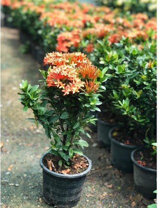 Hybrid Ixora Flowers Plant For Gardening - Naturemart.online