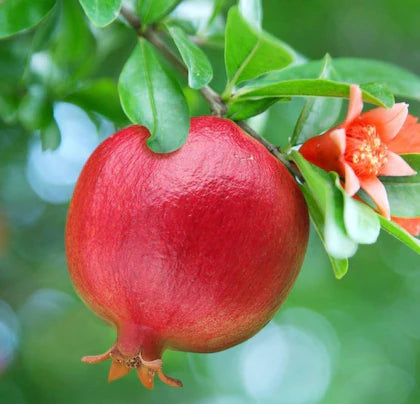 Mridula variety of pomegranate