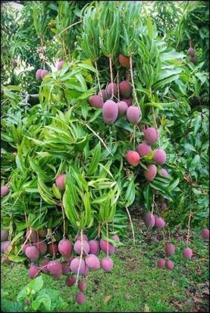 Irwin Purple Mango Fruit  Plant - Naturemart.online