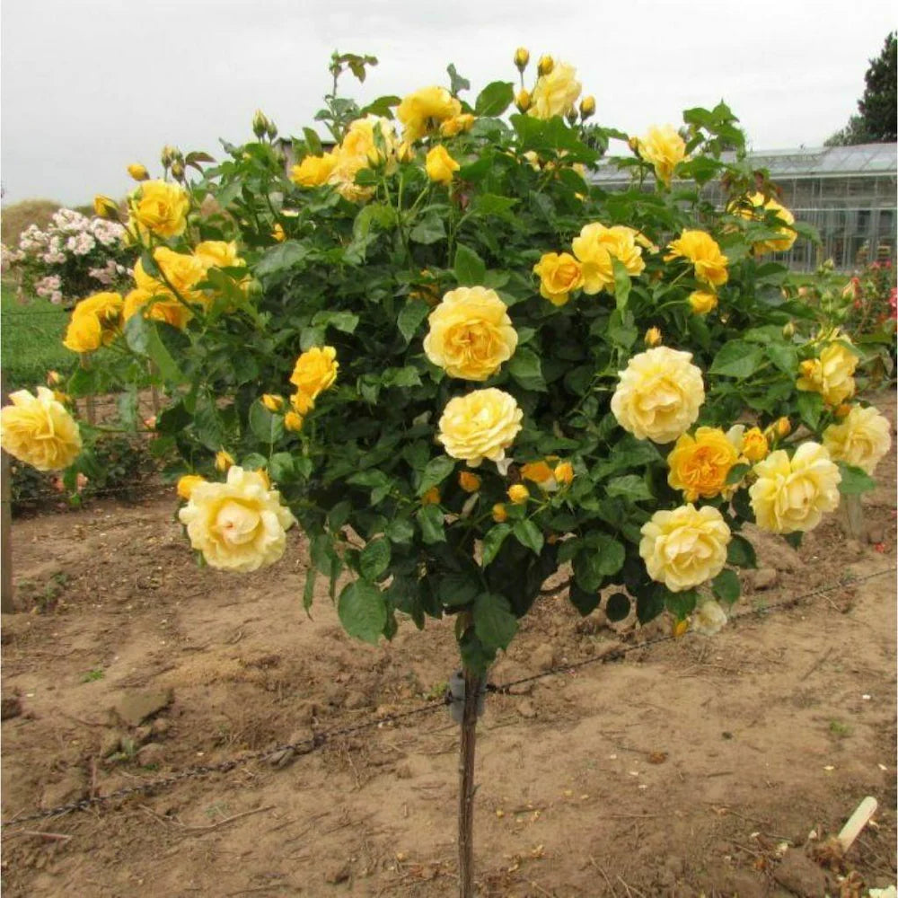 Hybrid Yellow Rose Flower  Plant - Naturemart.online