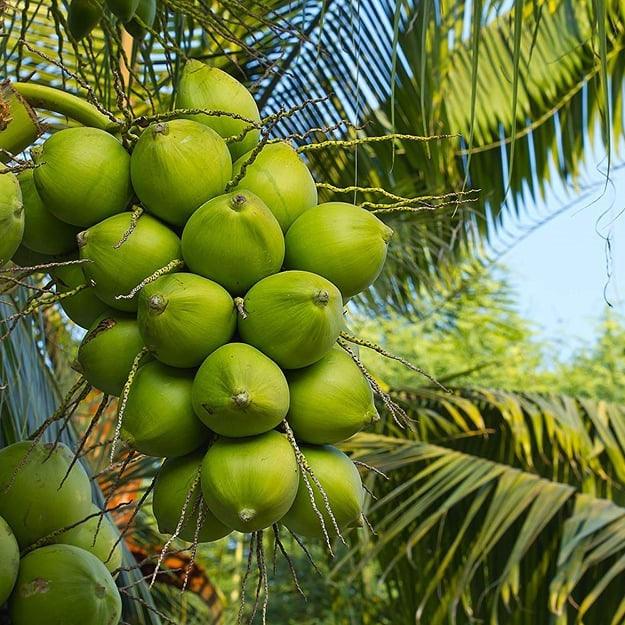 Green Dwarf Coconut Fruit  Tree - Naturemart.online