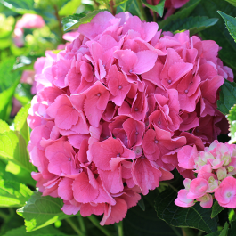 Hydrengea flower plant