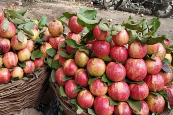 Apple Croos Guava Fruit Plant