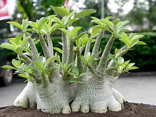 Aarabicum Adenium (Desert Rose) Plant