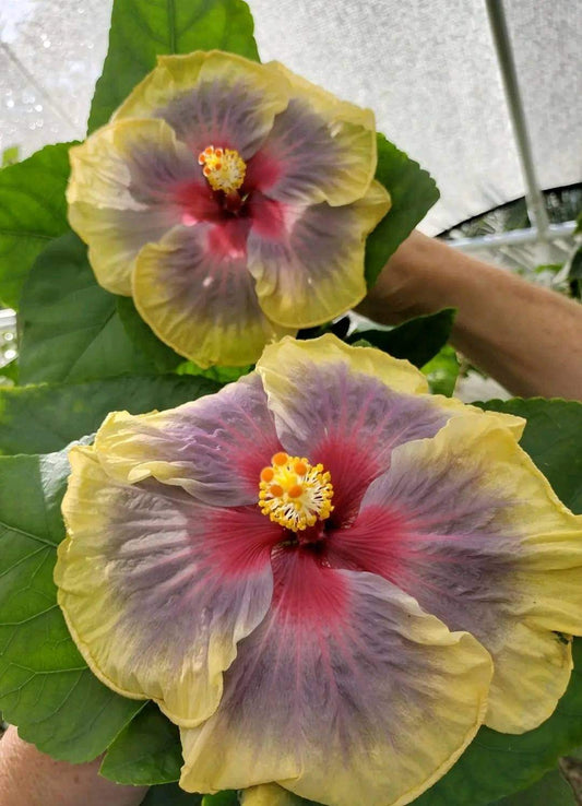 Austrelian Hibiscus Plant For Home Gardening