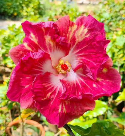 Hybrid American Hibiscus Flower Plant