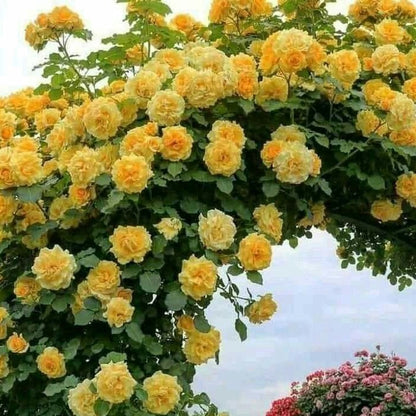 Climbing Rose Flower Plants (Yellow ) - Naturemart.online