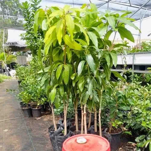 Hybrid Himsagar Mango Fruit Plant - Naturemart.online