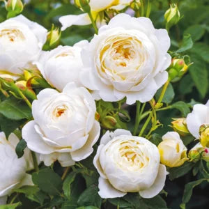 Climbing Rose Flower Plants (White) - Naturemart.online