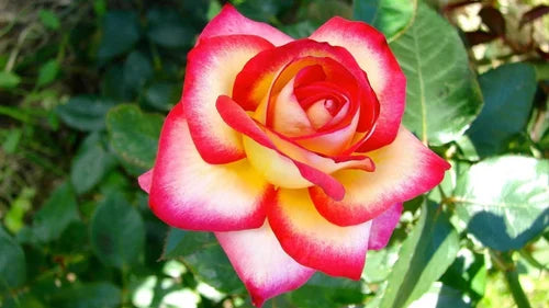 Hybrid Grafted Alinka Rose Plant - Naturemart.online