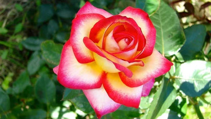 Hybrid Grafted Alinka Rose Plant - Naturemart.online