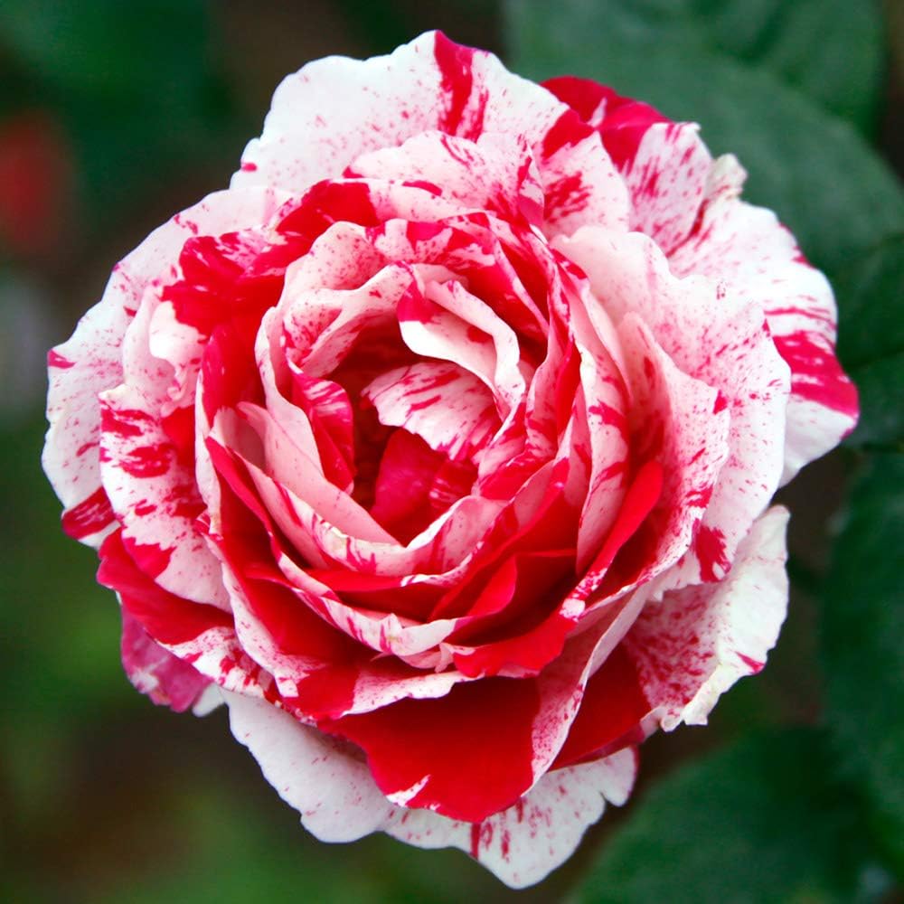 Scentimental Rose Plant For Gardening - Naturemart.online