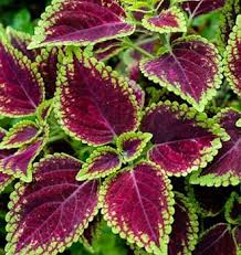 Coleus(maroon green) Flower Plants - Naturemart.online