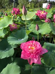 RED Shaoshan Lotus - Tuber