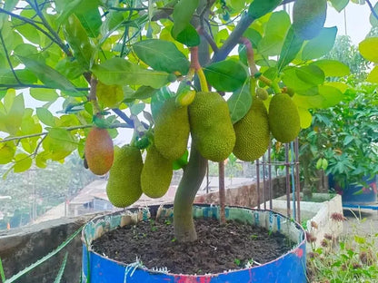 Vietnam Super Early Jack Fruit Plant