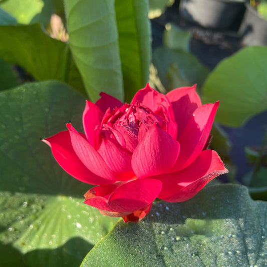 Drop blood lotus flower Tubers