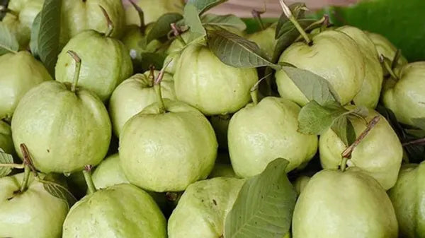 Thai 10 Guava Fruit Plant