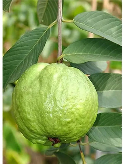 Thai 10 Guava Fruit Plant