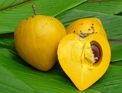 Egg Fruit Plant Grafted