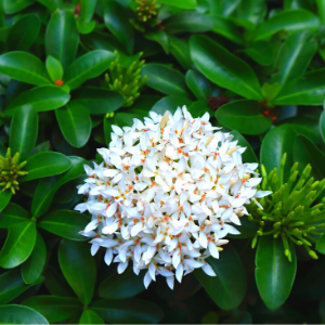 Chinese Ixora Flowers Plant (White) - Naturemart.online