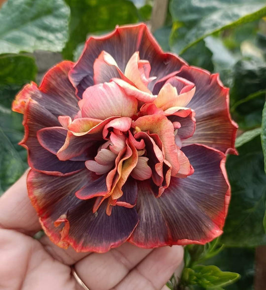 American Thoka Hibiscus Plant