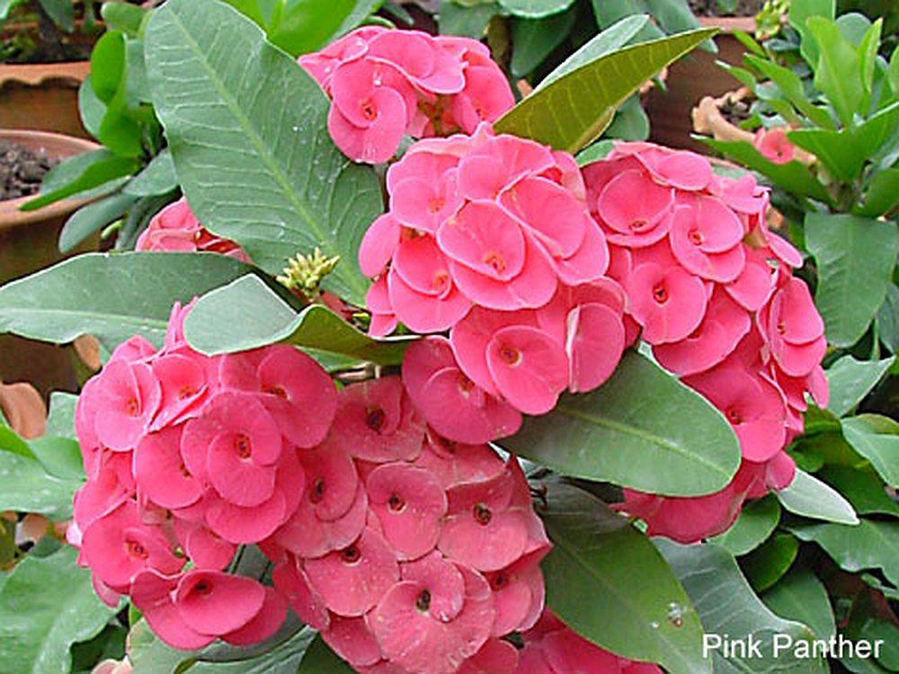 Euphorbia Flowers Plant (Pink Colour) - Naturemart.online