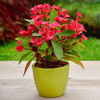 Euphorbia flowers plant (red) For Home Garden - Naturemart.online