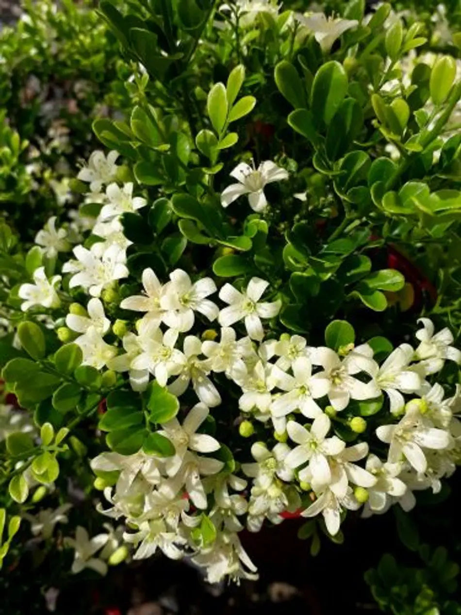 Madhu kamini Dwarf Flower Plant