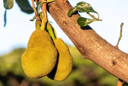 Seedless Jack Fruit Plant