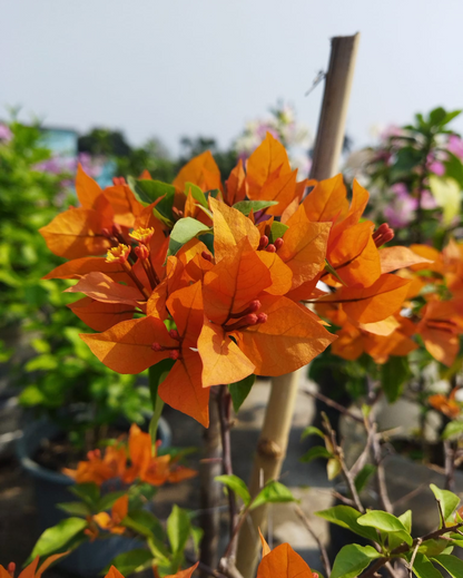 Fire opal bougainvillea flower plant