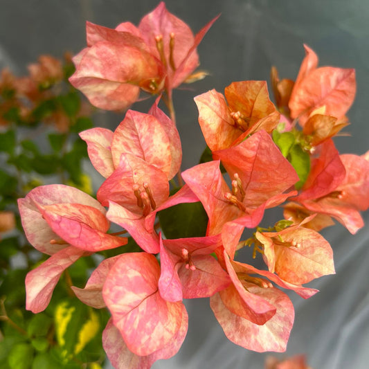 Orange September Bougainvillea flower plant