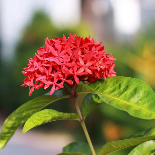 Ixora Flower Plant( Red Colour) - Naturemart.online