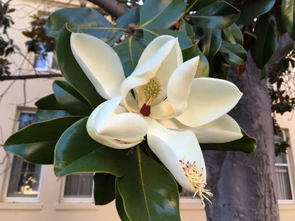 Magnolia Glandiflora