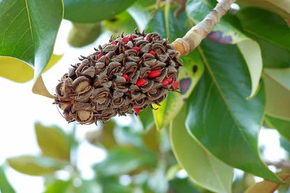 Magnolia Glandiflora