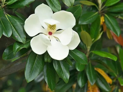 Magnolia Glandiflora