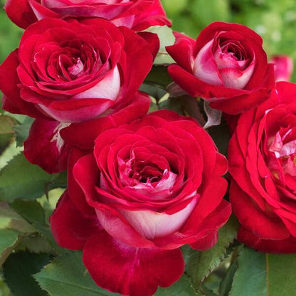 Hybrid Grafted Rose Plant(Red And White) - Naturemart.online