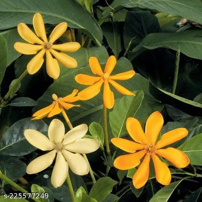Golden Gardenia Flower Plant(Pack of 1)