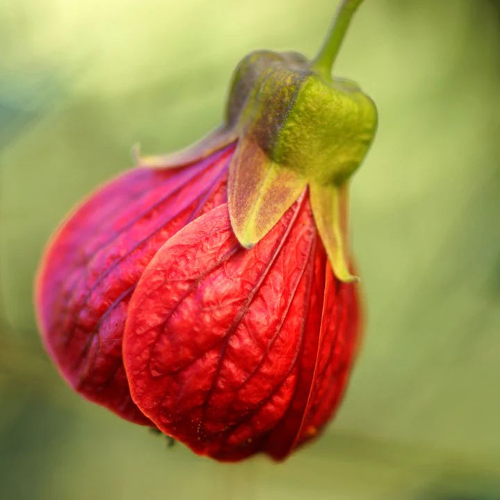 Red Lantern Hibiscus Flowers Plant - Naturemart.online