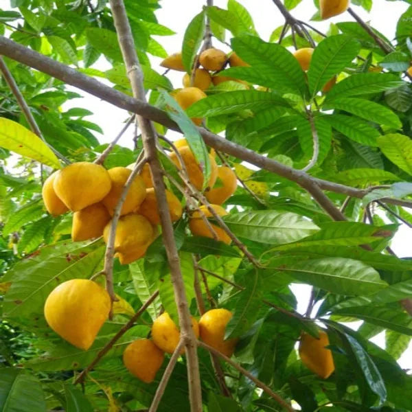 Egg Fruit Plant Grafted