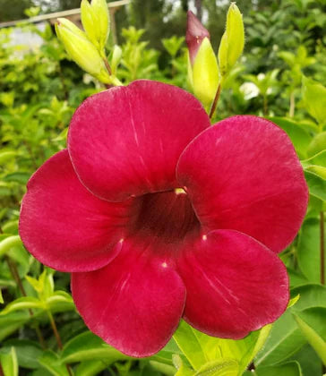 Allamanda Flowers Plant-Red Colour - Naturemart.online